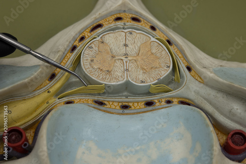 Foto Pointer Showing Ventral Rootlets On Cervical Spinal Cord Model