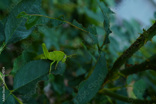Photograph of a young specimen of a green insect, grasshopper or locust sitting on a partially eaten leaf of a rose bush. Natural pests in agriculture
