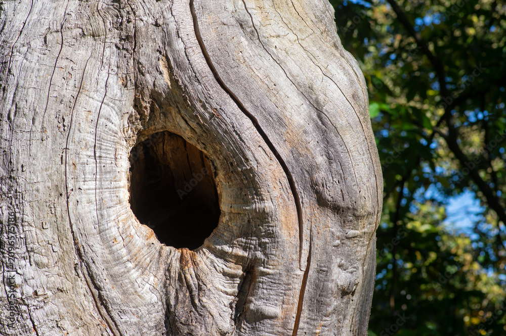 Obraz premium Ancient sweet chestnut tree trunk with hollow and weathered wood texture