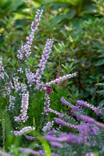 Fotografie Close up of Calluna vulgaris Plena with delicate double pink flowers blooming in
