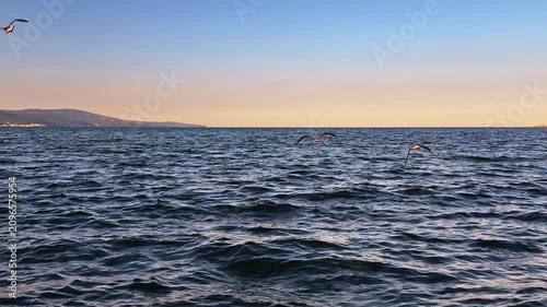 A single wild seagull flying low over the deep blue sea waves with a scenic coastline and mountains on the horizon during a bright daytime. Seagulls Flying and Taking Off Over Deep Blue Sea Water