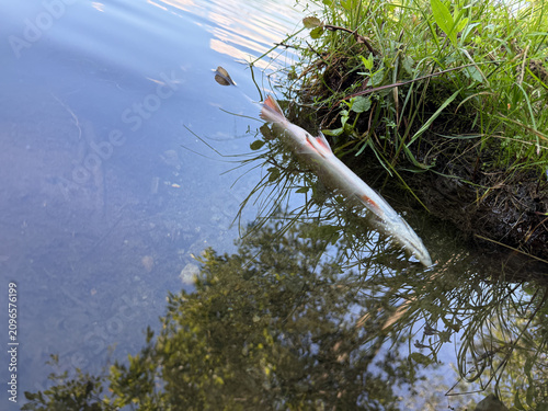 Fotografía Poissons morts sur le lac