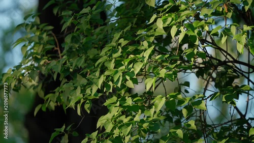 Fresh green lilac leaves illuminated by warm evening sunlight. Green lilac concept.