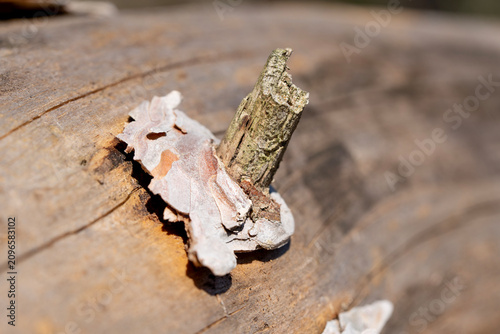 Фотография Natural Pareidolia in Weathered Tree Bark Close Up