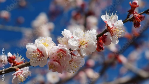 Spring flowers bloom on a branch under the blue sky in a garden