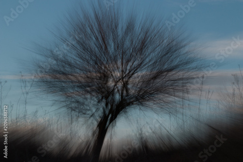 Tableau sur toile ghostly lonely tree before the blue sky at sunset