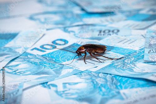 Fotografie cockroach walking on 100-real banknotes, concept of corruption, financial scanda