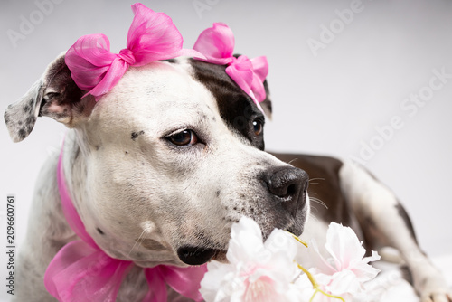 Cute pitbull dog wearing pink bows on ears and neck portrait against white background.