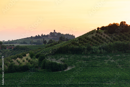Sunset Over Vineyards and Orchards in Piedmont, Italy (Vitis vinifera)