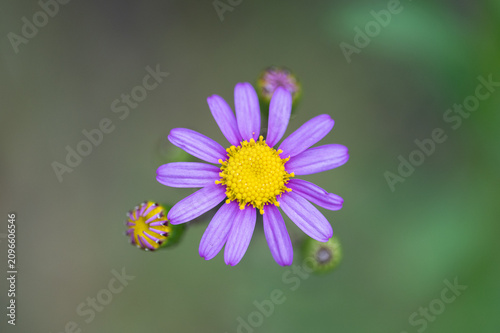 Konstfotografi Purple Aster Wildflower with Yellow Center in Macro Close-Up