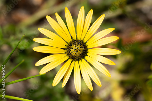 Photos Yellow Daisy Flower with Dark Center in Close-Up