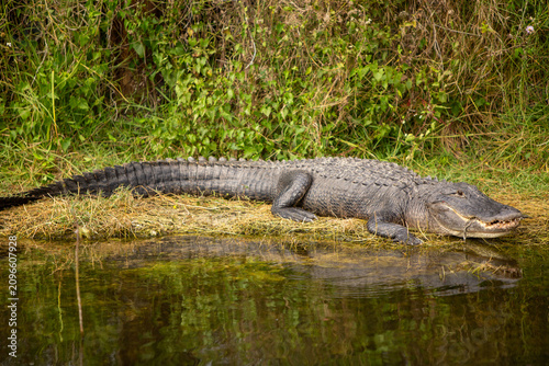 Large American Alligator Resting on Marshy Bank with Water Reflection
