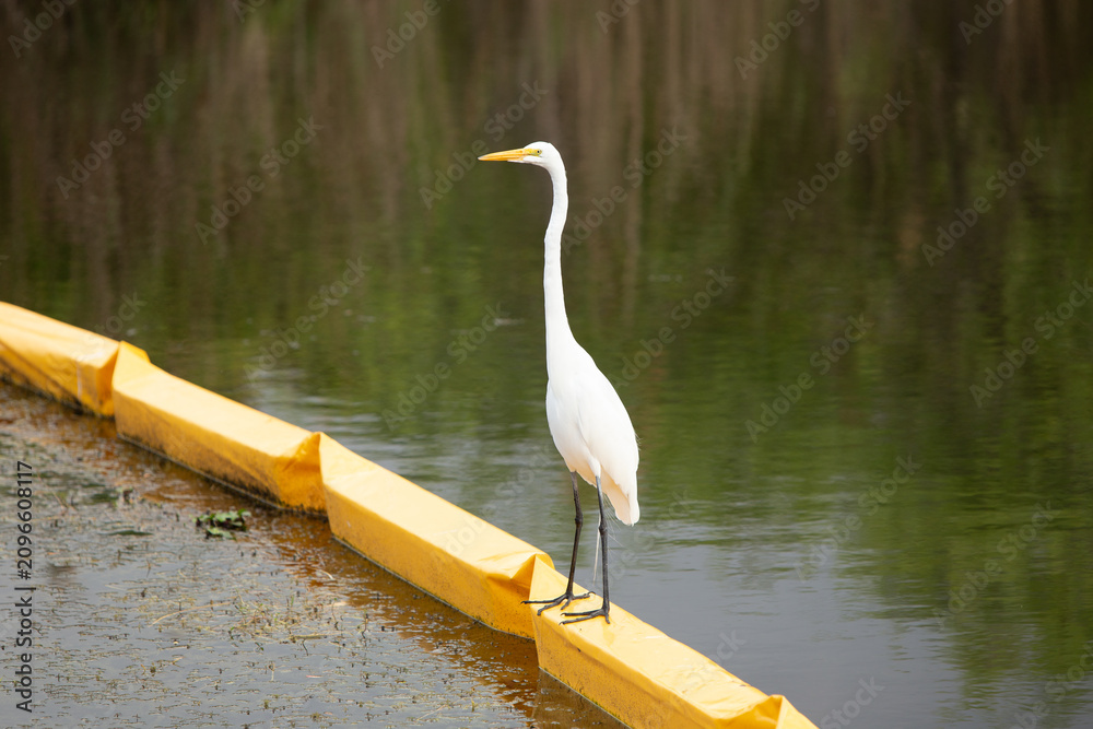 Obraz premium Great Egret Perched on Yellow Turbidity Containment Boom in Waterway