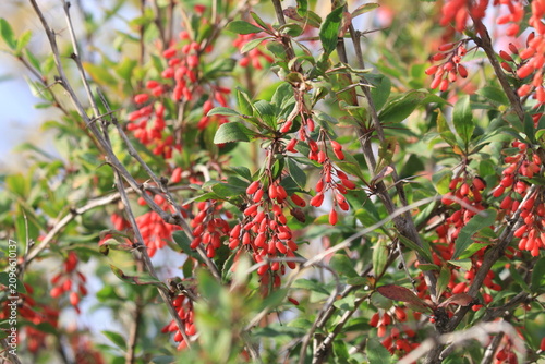 Cuadro en lienzo barberry berries on a tree on an autumn day