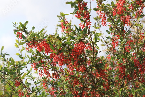 Bild auf Leinwand barberry berries on a tree on an autumn day