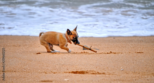 cachorro a brincar na praia