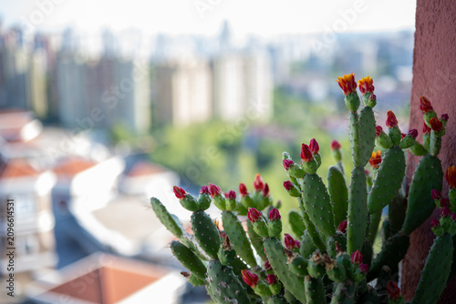 Blooming prickly pear cactus on balcony overlooking city. Decorative succulent plant with vibrant red flowers growing in urban environment for sustainable home gardening and interior design concepts