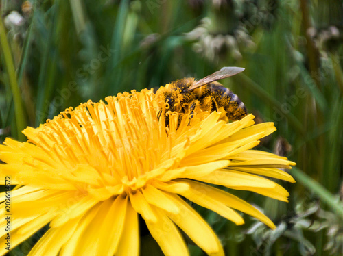 Bee collecting nectar from yellow dandelion flower. Macro shot of insect covered with pollen on plant petal.