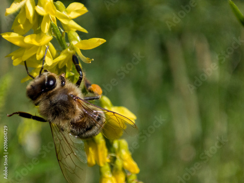 Honey bee collecting nectar from yellow flower in garden. Insect pollinating plant in summer meadow.