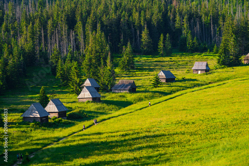 Peaceful nature trail, hiking and summer wilderness background. Poland, Zakopane