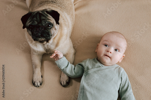 3 month baby boy and pug dog peacefully resting together. Pet and infant lying side by side naturally in harmony with joyful peaceful atmosphere. The concept of relationships between baby and pet dog