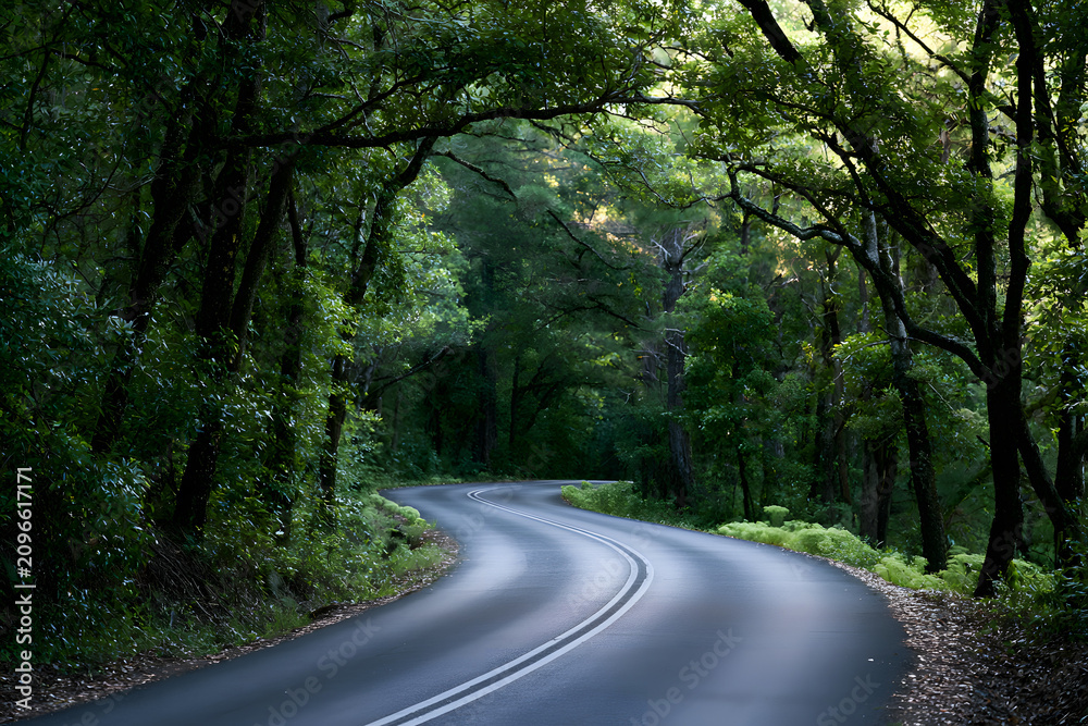 Fototapeta premium Scenic winding road through a lush green forest with sunlight dappling the asphalt, forming a beautiful natural arch of trees.