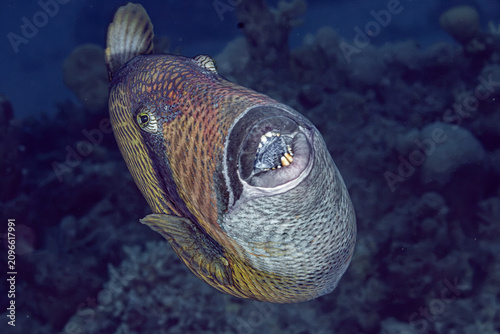 Konstfotografi Giant triggerfish