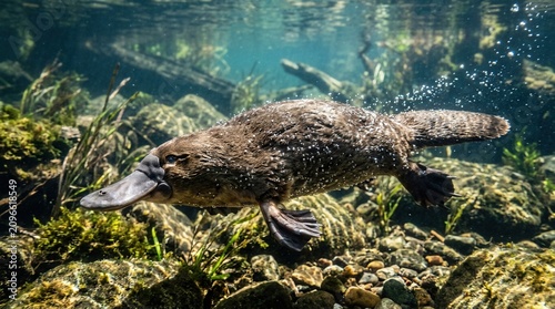 Underwater Platypus Swimming in a Rocky Riverbed with Aquatic Plants.