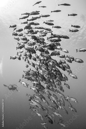 Принти на полотні Red snapper school