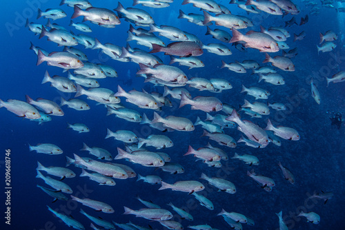 Canvastavla Red snapper school