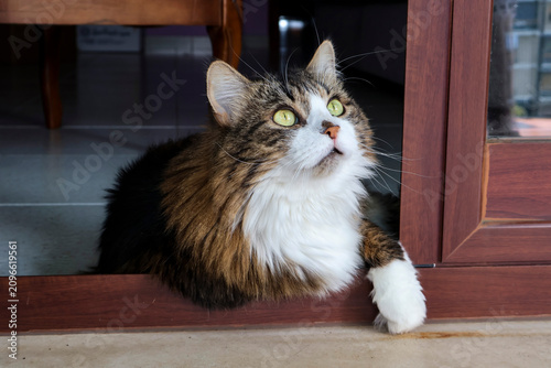 Photography Fluffy Domestic Cat Looking Up Indoors