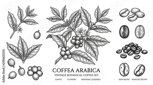 Canvastavla Coffee Arabica Plant Botanical Illustration: Leaves, Flowers, Cherries & Beans
