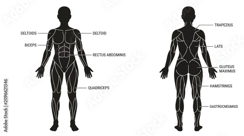 Cuadro en lienzo Human Anatomy Muscle Diagram - Front and Back View Silhouette