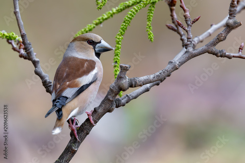 Foto Hawfinch Among Spring Branches