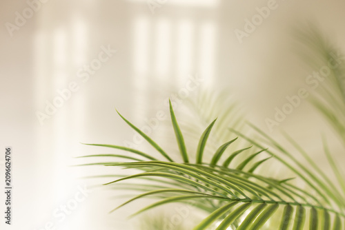 Palm leaves and shadows against white wall for background. Selective focus, blurred.