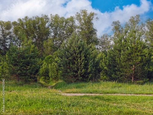 Picturesque forest glade with a dirt track. The landscape consists of young coniferous trees.