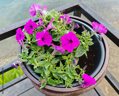 Petunias (Petunia) or surfinias (Surfinia), which are often used to decorate balconies and terraces.
