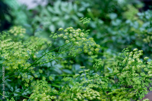 Konstfotografi flowering parsley plant with delicate green umbels in herb garden