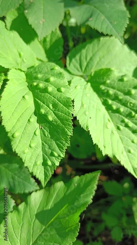 Common Goutweed Leaves Swaying in Wind — Spring Forest Floor Background for Films