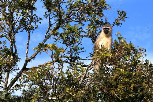Foto Vervet Monkey Sitting In A Tree Enjoying the Sun