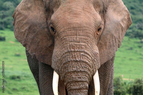 Foto Elephant looking forward close