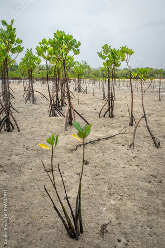 Cuadro en lienzo Mangrove seedlings on Fijian beach