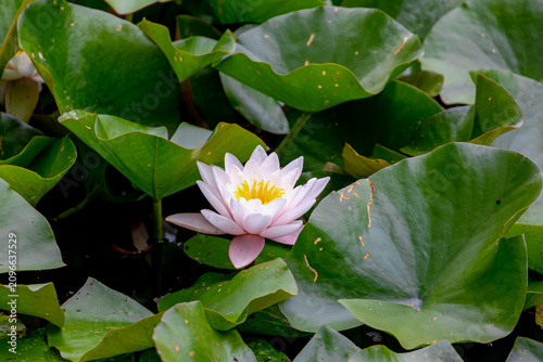 Fotografi Selective focus of pink lotus flower on water in the pond, Nymphaea alba also kn
