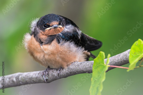 Foto Closeup of a fledgling barn swallow perched on a branch.