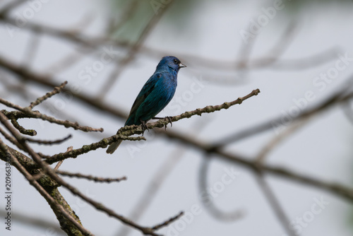 Male indigo bunting perched in a bare tree.
