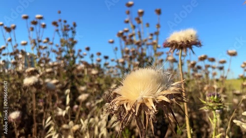 'Dried Milk Thistle' or 'Camel Thistle' plant (Turkish: Deve Dikeni) at autumn in the nature. (4K video)