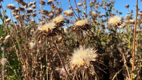 'Dried Milk Thistle' or 'Camel Thistle' plant (Turkish: Deve Dikeni) at autumn in the nature. (4K video)
