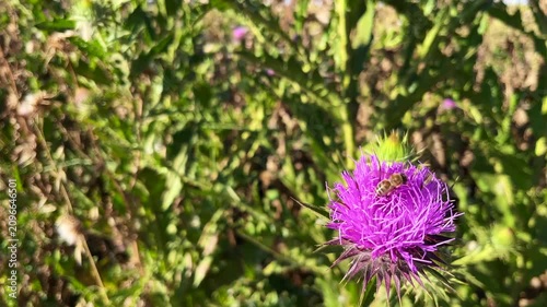 'Purple Donkey Thistle' plant (Turkish: Esek Dikeni) with bee at autumn in the nature. (4K video)