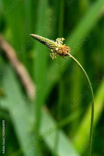 Foto Close up of a hoary plantain (Plantago media) flower spike with a blurred green natural background