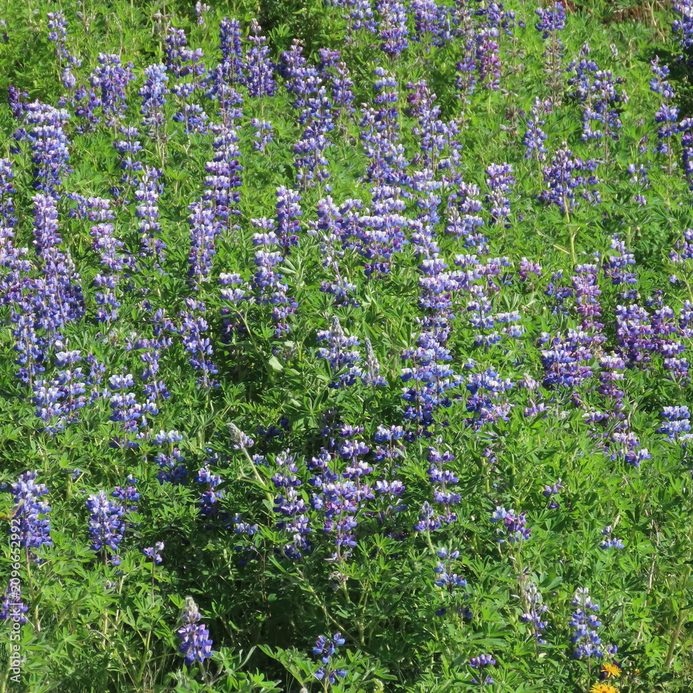Fototapeta premium Lupins in iceland